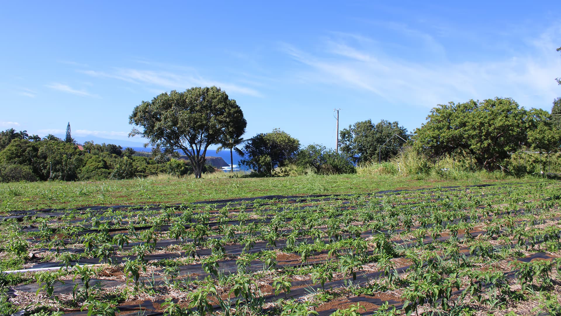 Bobby — farming and cooking