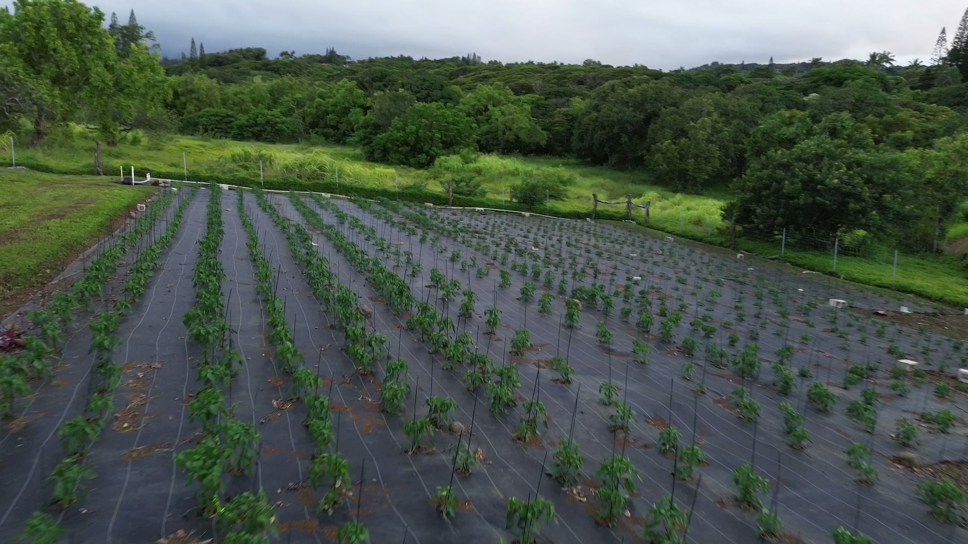 Aerial view of Luna Farms at golden hour, Haiku, Maui