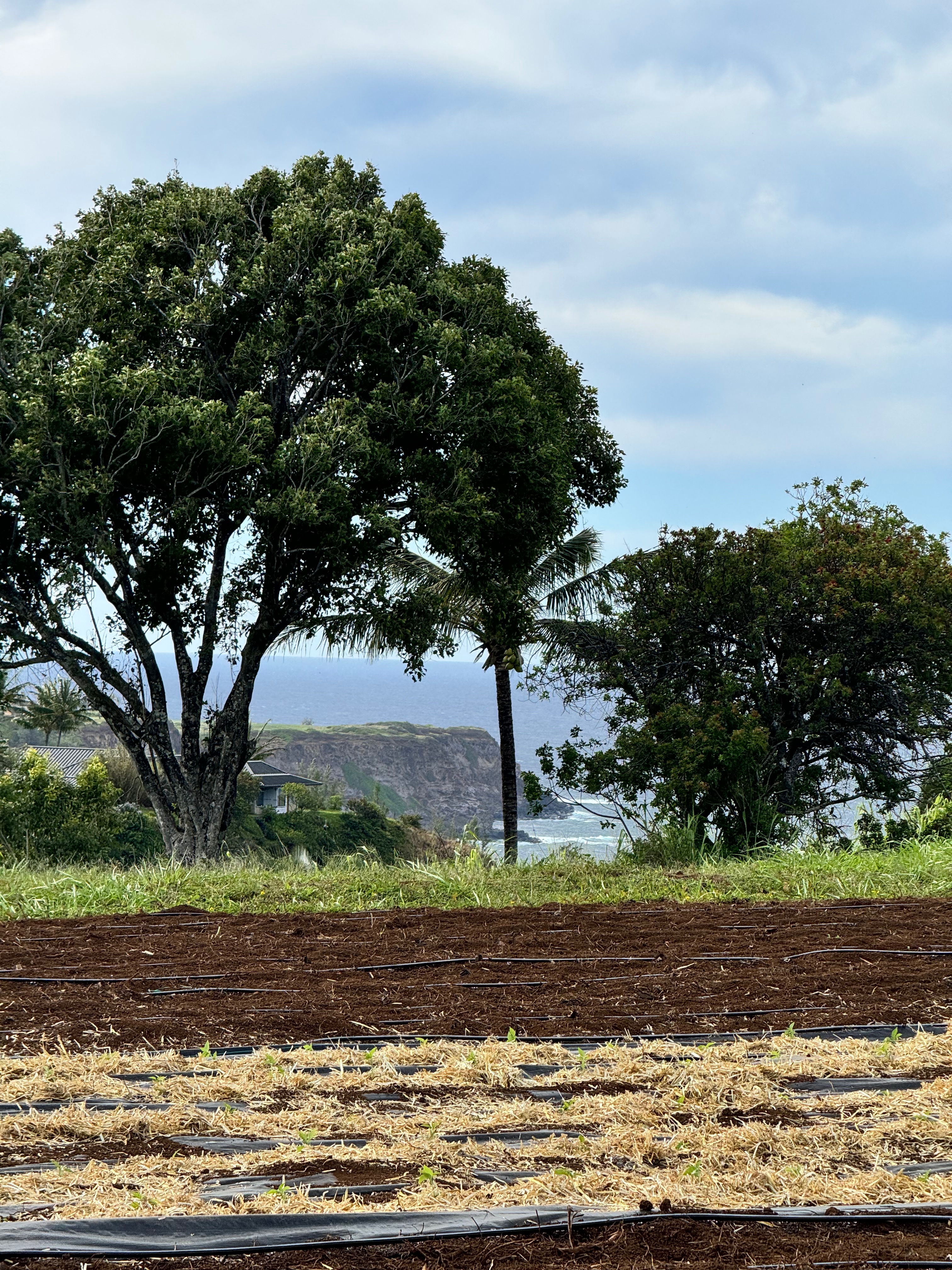 Luna Farms fields with ocean view