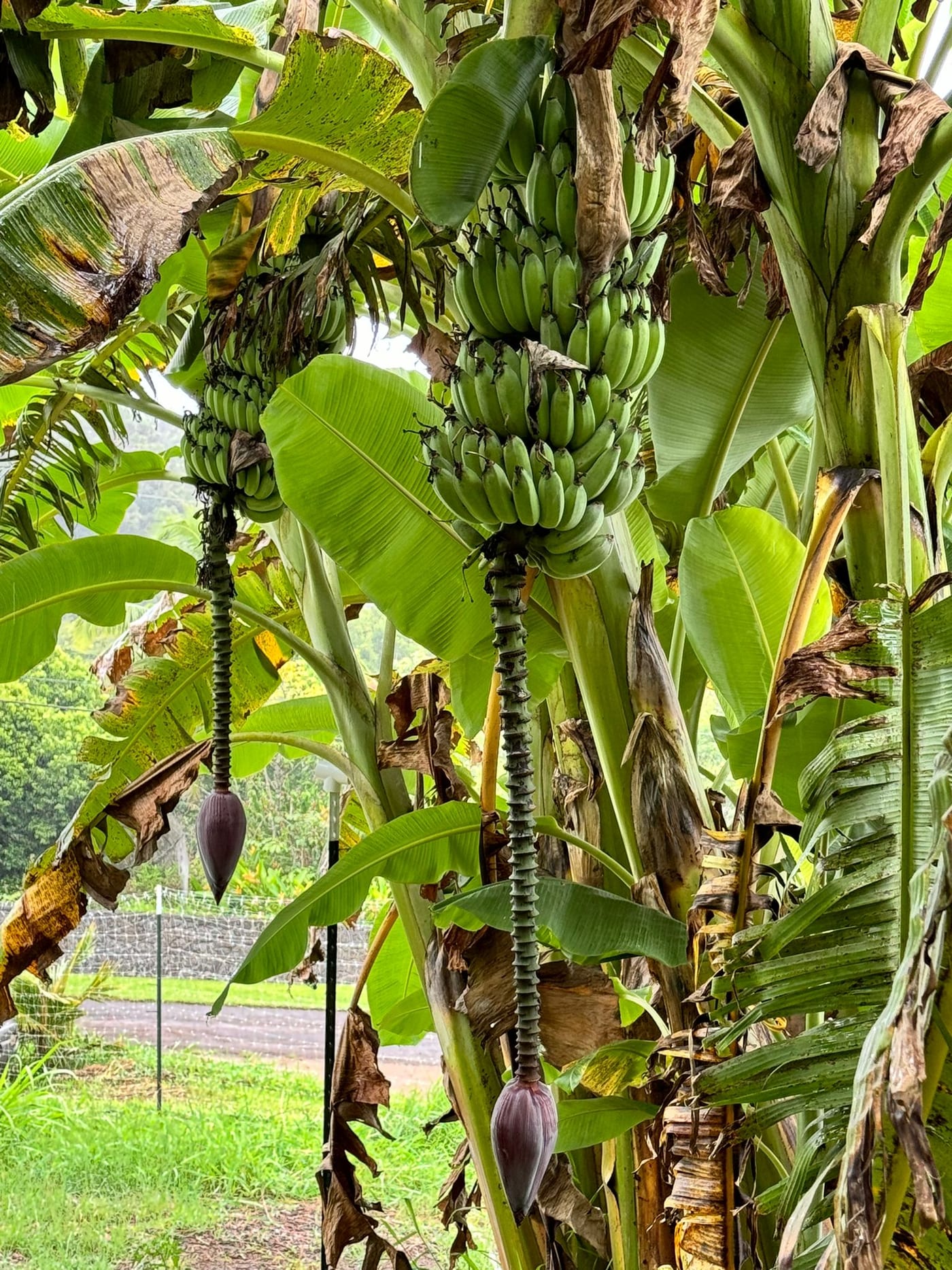 Green bananas ripening on the tree at Luna Farms
