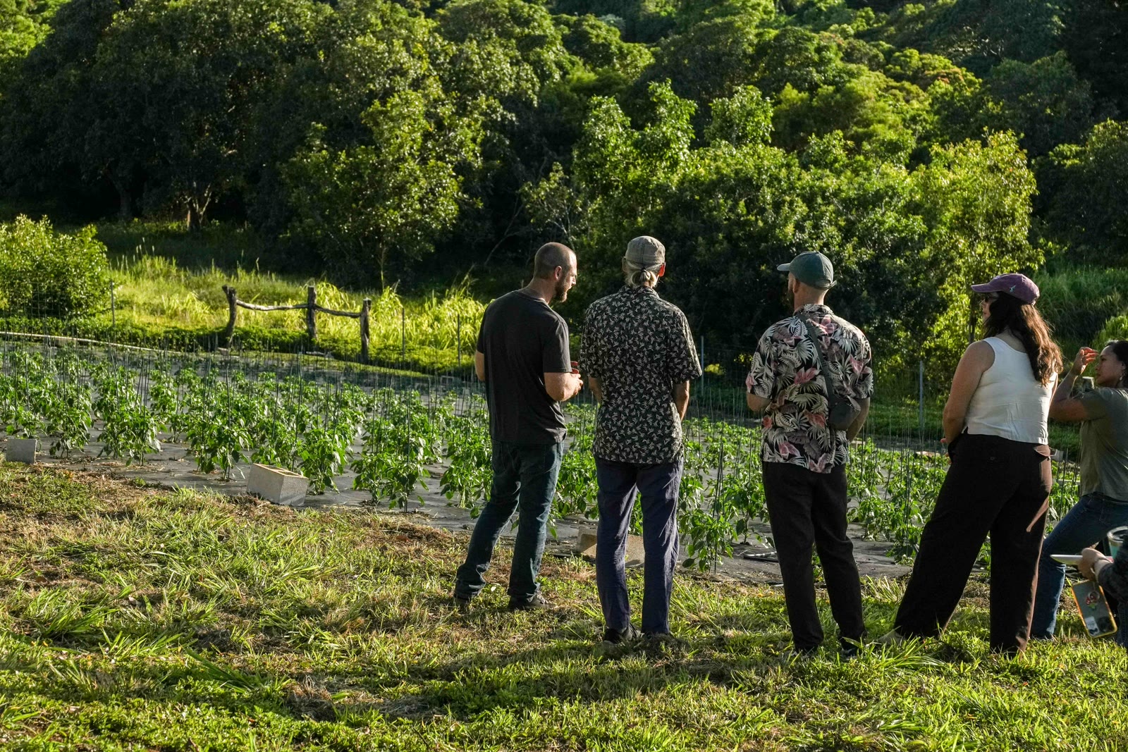 Walking the tour group through the organic pepper rows
