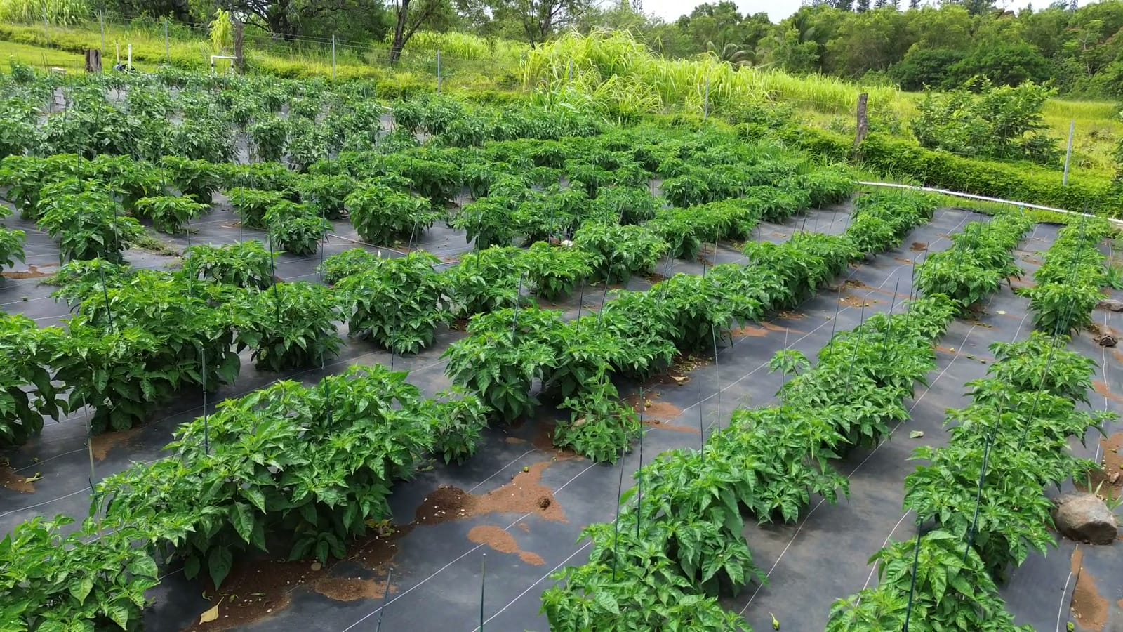 Aerial of the organic pepper rows in full growth on the north shore