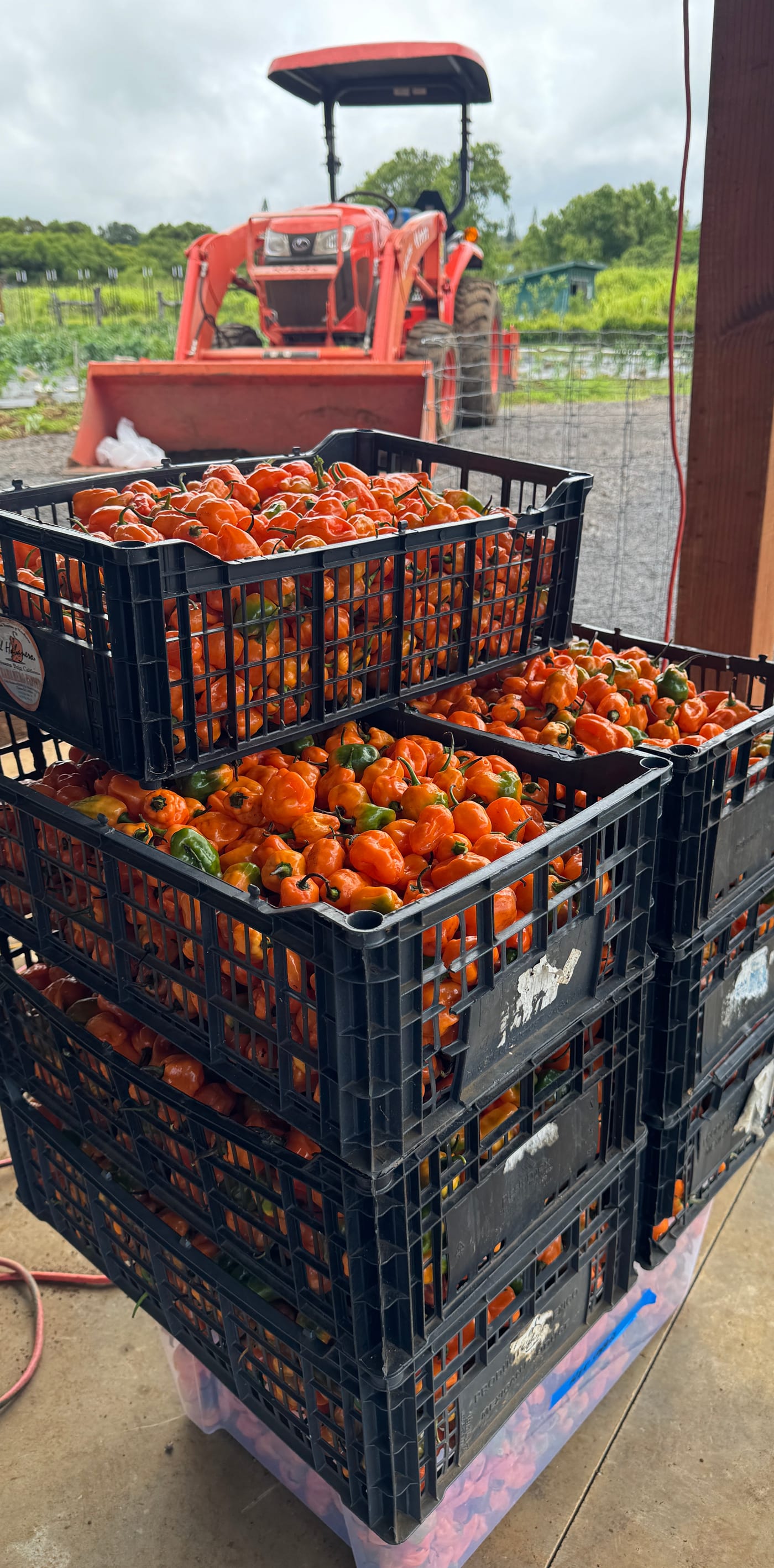 Crates of freshly harvested orange habaneros stacked at the farm, tractor behind