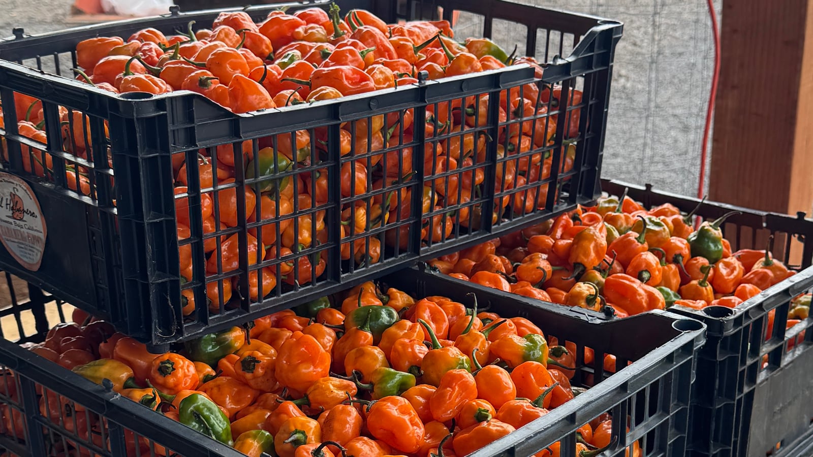 Crates of freshly picked orange habaneros stacked at the farm